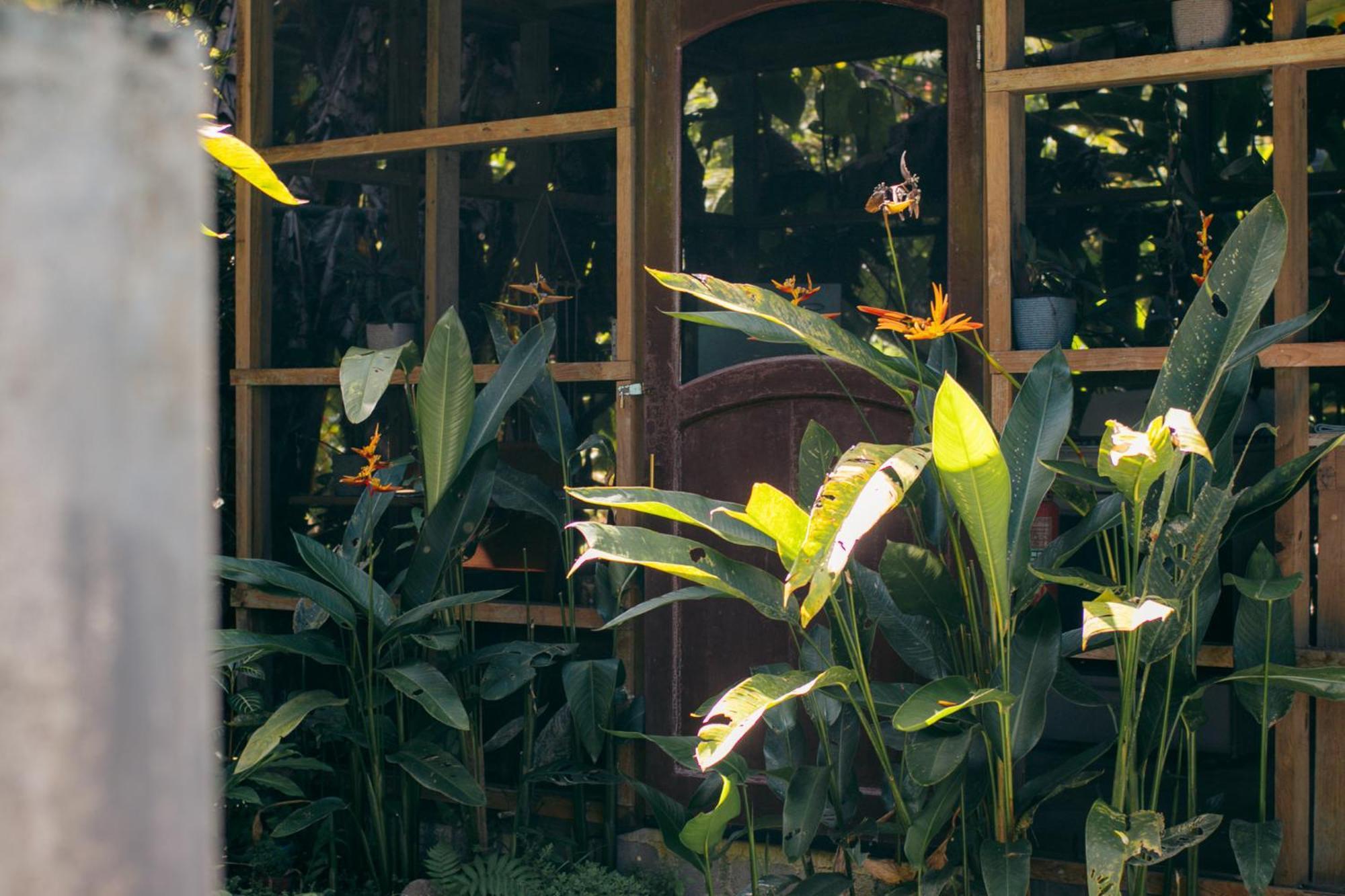 Big Creek Casa De Mono Bocas Bed & Breakfast エクステリア 写真